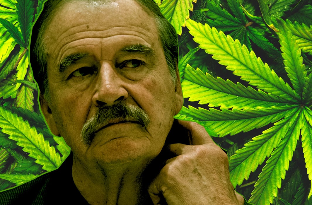 Investiga Cofepris a empresa de cannabis ligada a Vicente Fox